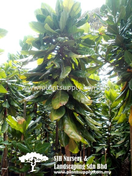 T010302 Barringtonia Asiatica (Putat Laut) Trees Malaysia, Johor, Muar Supplier, Wholesaler, Supply, Supplies | SJH Nursery & Landscaping Sdn Bhd