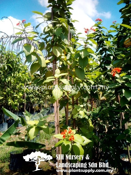 T010704 Cordia Sebestena 'Aurea' (Orange-Geiger Tree) Trees Malaysia, Johor, Muar Supplier, Wholesaler, Supply, Supplies | SJH Nursery & Landscaping Sdn Bhd