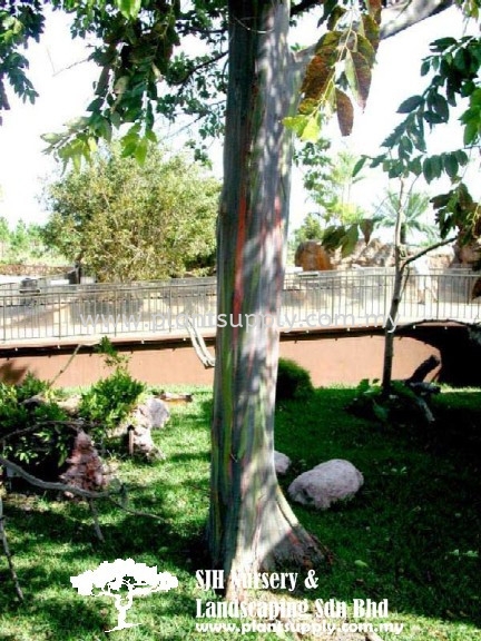 T010904 Eucalyptus Deglupta (Mindanao Gum) Trees Malaysia, Johor, Muar Supplier, Wholesaler, Supply, Supplies | SJH Nursery & Landscaping Sdn Bhd