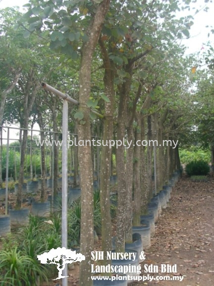 T010304 Bauhinia X Blackeana (Hong Kong Orchid) Trees Malaysia, Johor, Muar Supplier, Wholesaler, Supply, Supplies | SJH Nursery & Landscaping Sdn Bhd