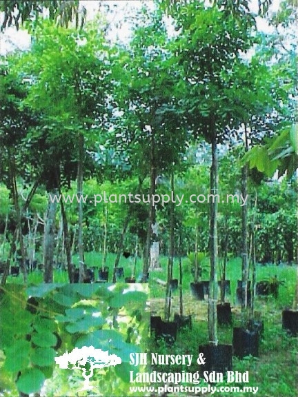 T010705 Dalbergia Latifolia (East Indian Rosewood) Trees Malaysia, Johor, Muar Supplier, Wholesaler, Supply, Supplies | SJH Nursery & Landscaping Sdn Bhd