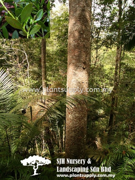 T010101 Agathis Borneensis (Malayan Kauri) Trees Malaysia, Johor, Muar Supplier, Wholesaler, Supply, Supplies | SJH Nursery & Landscaping Sdn Bhd