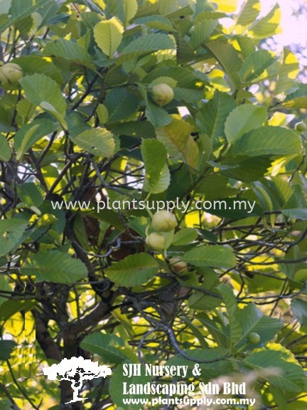 T010803 Dillenia Philippinensis (Philippines Simpoh) Trees Malaysia, Johor, Muar Supplier, Wholesaler, Supply, Supplies | SJH Nursery & Landscaping Sdn Bhd