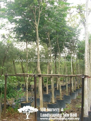 T010404 Caesalpinia Ferrea (Brazilian Ironwood, Leopard Tree)