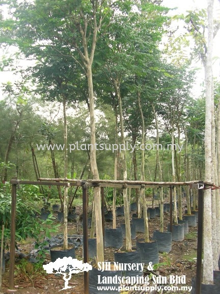 T010404 Caesalpinia Ferrea (Brazilian Ironwood, Leopard Tree) Trees Malaysia, Johor, Muar Supplier, Wholesaler, Supply, Supplies | SJH Nursery & Landscaping Sdn Bhd