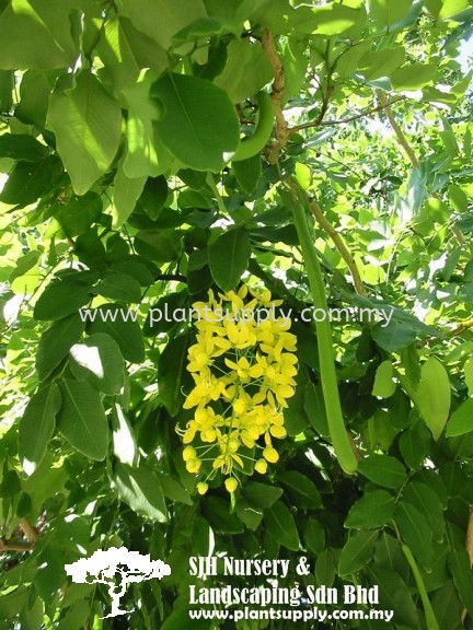 T010504 Cassia Fistula (Golden Shower Tree) Trees Malaysia, Johor, Muar Supplier, Wholesaler, Supply, Supplies | SJH Nursery & Landscaping Sdn Bhd