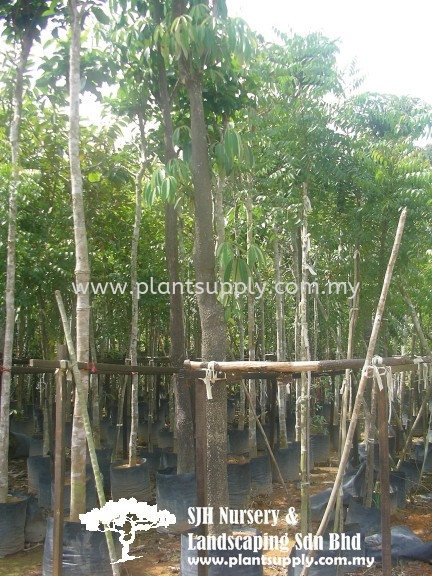 T010104 Alstonia Scholaris (Pulai Putih) Trees Malaysia, Johor, Muar Supplier, Wholesaler, Supply, Supplies | SJH Nursery & Landscaping Sdn Bhd