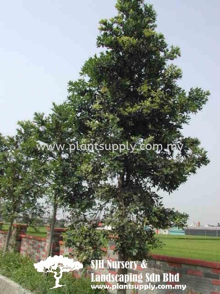 T010102 Agathis Dammara (Sammar Minyak) Trees Malaysia, Johor, Muar Supplier, Wholesaler, Supply, Supplies | SJH Nursery & Landscaping Sdn Bhd