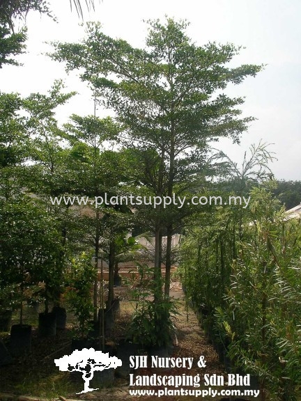 T010403 Bucida Molineti (Spiny Black Olive) Trees Malaysia, Johor, Muar Supplier, Wholesaler, Supply, Supplies | SJH Nursery & Landscaping Sdn Bhd