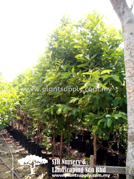 T010905 Eugenia Balsamea (Indonesian Bay-Leaf) Trees Malaysia, Johor, Muar Supplier, Wholesaler, Supply, Supplies | SJH Nursery & Landscaping Sdn Bhd