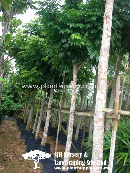 T010105 Andira Inermis (Brown-Heart) Trees Malaysia, Johor, Muar Supplier, Wholesaler, Supply, Supplies | SJH Nursery & Landscaping Sdn Bhd