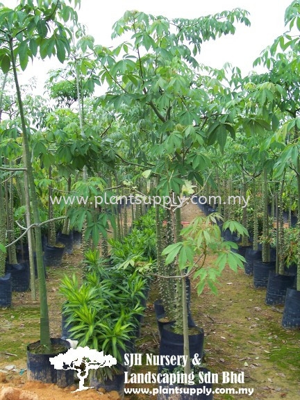 T010603 Ceiba Pentandra (Cotton Tree) Trees Malaysia, Johor, Muar Supplier, Wholesaler, Supply, Supplies | SJH Nursery & Landscaping Sdn Bhd