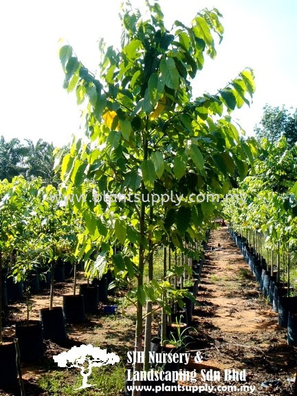 T010503 Cananga Odorata (Kenanga) Trees Malaysia, Johor, Muar Supplier, Wholesaler, Supply, Supplies | SJH Nursery & Landscaping Sdn Bhd