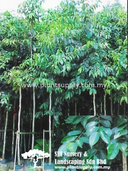 T011002 Eugenia Grandis (Jambu Laut) Trees Malaysia, Johor, Muar Supplier, Wholesaler, Supply, Supplies | SJH Nursery & Landscaping Sdn Bhd