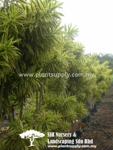 T010804 Dracaena Reflexa (Song of India) Trees Malaysia, Johor, Muar Supplier, Wholesaler, Supply, Supplies | SJH Nursery & Landscaping Sdn Bhd