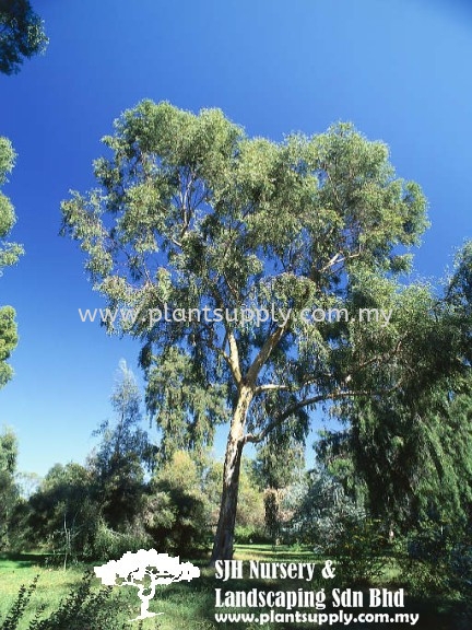 T010903 Eucalyptus Camaldulensis (River Red Gum) Trees Malaysia, Johor, Muar Supplier, Wholesaler, Supply, Supplies | SJH Nursery & Landscaping Sdn Bhd