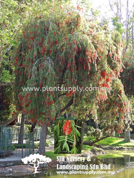 T010501 Callistemon viminalis (Weeping Bottlebrush) Trees Malaysia, Johor, Muar Supplier, Wholesaler, Supply, Supplies | SJH Nursery & Landscaping Sdn Bhd