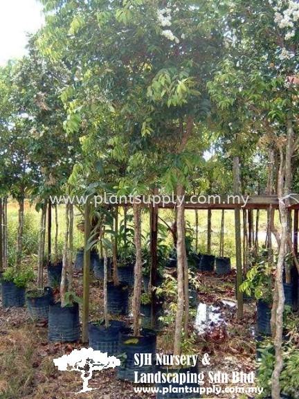 T011004 Eugenia Spicata (Kelat Nenasi) Trees Malaysia, Johor, Muar Supplier, Wholesaler, Supply, Supplies | SJH Nursery & Landscaping Sdn Bhd