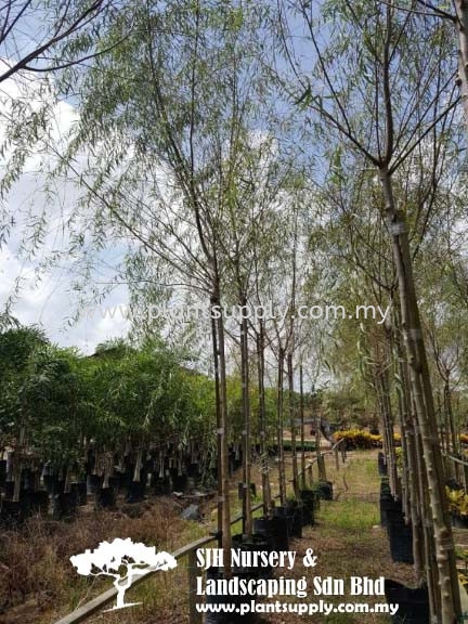 5 Live Willow Tree Plants 2 Weeping Willows 2 Hybrid Etsy