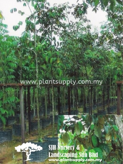 T010605 Chrysophyllum Cainito (Star Apple) Trees Malaysia, Johor, Muar Supplier, Wholesaler, Supply, Supplies | SJH Nursery & Landscaping Sdn Bhd