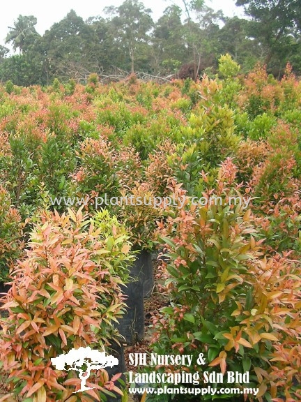 T011003 Eugenia Oleina (Kelat Paya) Trees Malaysia, Johor, Muar Supplier, Wholesaler, Supply, Supplies | SJH Nursery & Landscaping Sdn Bhd