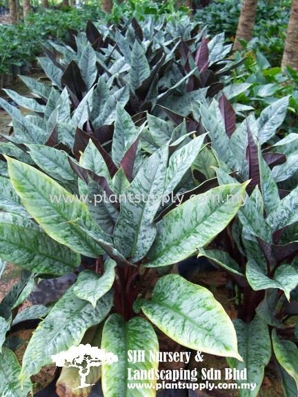 S010302 Aglaonema Hybrid Shrubs Malaysia, Johor, Muar Supplier, Wholesaler, Supply, Supplies | SJH Nursery & Landscaping Sdn Bhd