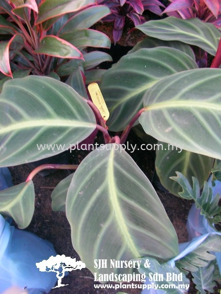 S010905 Calathea Ecuatoriana Shrubs Malaysia, Johor, Muar Supplier, Wholesaler, Supply, Supplies | SJH Nursery & Landscaping Sdn Bhd