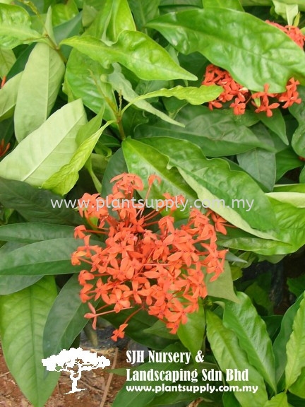 S050203 Ixora Javanica 'Red' Shrubs Malaysia, Johor, Muar Supplier, Wholesaler, Supply, Supplies | SJH Nursery & Landscaping Sdn Bhd