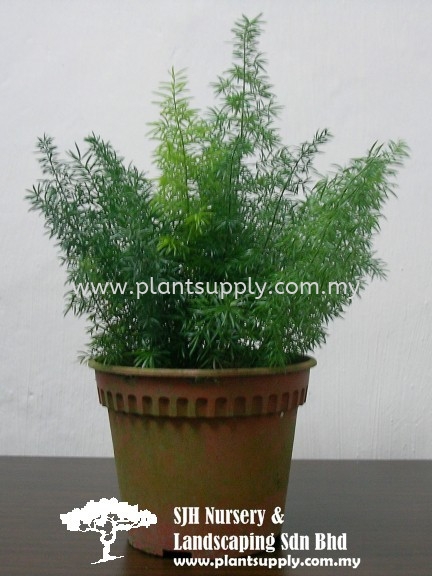 S010702 Asparagus Densiflorus 'Myersii' Shrubs Malaysia, Johor, Muar Supplier, Wholesaler, Supply, Supplies | SJH Nursery & Landscaping Sdn Bhd