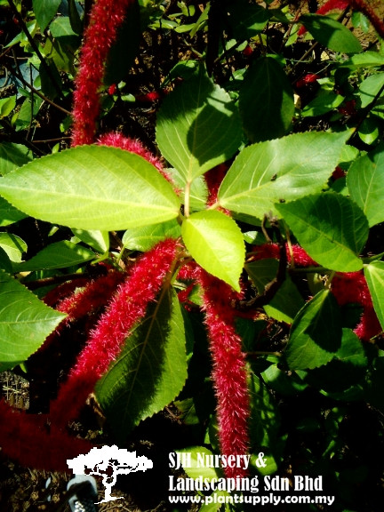 S010101 Acalypha Hispida (Red Cat's Tail)