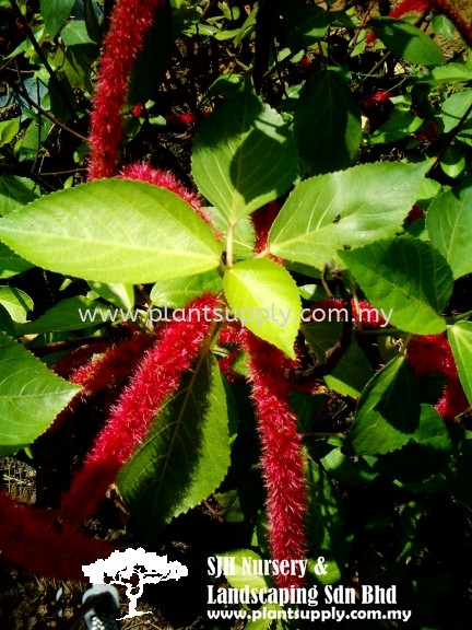 S010101 Acalypha Hispida (Red Cat's Tail) Shrubs Malaysia, Johor, Muar Supplier, Wholesaler, Supply, Supplies | SJH Nursery & Landscaping Sdn Bhd