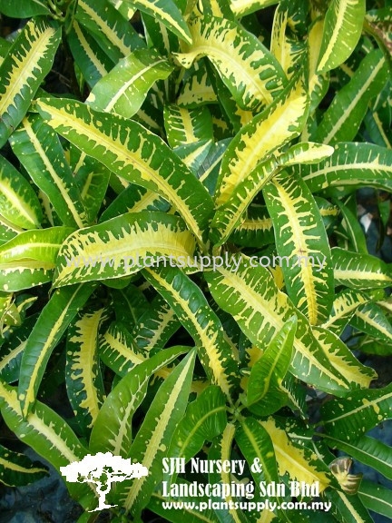S020404 Codiaeum Variegatum Cultivars 'Green Yellow Long Leaf' Shrubs Malaysia, Johor, Muar Supplier, Wholesaler, Supply, Supplies | SJH Nursery & Landscaping Sdn Bhd