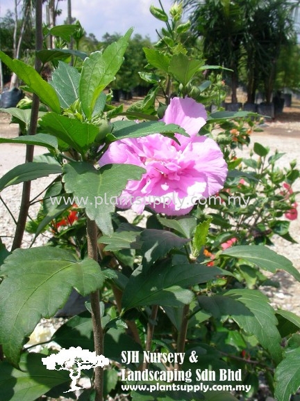 S040405 Hibiscus Hybrids Shrubs Malaysia, Johor, Muar Supplier, Wholesaler, Supply, Supplies | SJH Nursery & Landscaping Sdn Bhd