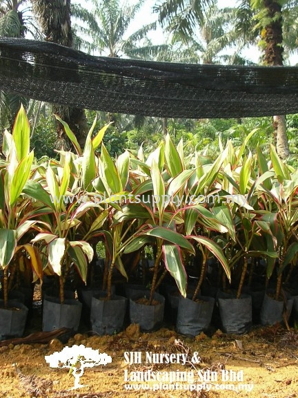 S020705 Cordyline Fruticosa Shrubs Malaysia, Johor, Muar Supplier, Wholesaler, Supply, Supplies | SJH Nursery & Landscaping Sdn Bhd
