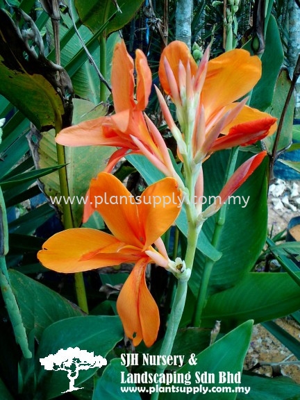 S020105 Canna Hybrids 'Orange' Shrubs Malaysia, Johor, Muar Supplier, Wholesaler, Supply, Supplies | SJH Nursery & Landscaping Sdn Bhd