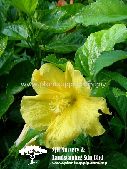 S040404 Hibiscus Brackenridgei Shrubs Malaysia, Johor, Muar Supplier, Wholesaler, Supply, Supplies | SJH Nursery & Landscaping Sdn Bhd