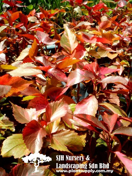 S010102 Acalypha Wilkesiana Cultivar