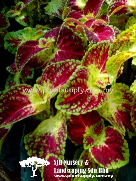 S020602 Coleus Blumei 'Red Yellow Shrubs Malaysia, Johor, Muar Supplier, Wholesaler, Supply, Supplies | SJH Nursery & Landscaping Sdn Bhd