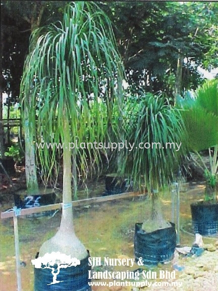 S010803 Beaucarnea Recurvata (Elephant's Foot, PonyTail) Shrubs Malaysia, Johor, Muar Supplier, Wholesaler, Supply, Supplies | SJH Nursery & Landscaping Sdn Bhd