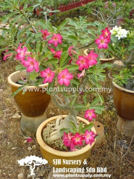 S010203 Adenium Obesum (Desert Rose) Shrubs Malaysia, Johor, Muar Supplier, Wholesaler, Supply, Supplies | SJH Nursery & Landscaping Sdn Bhd