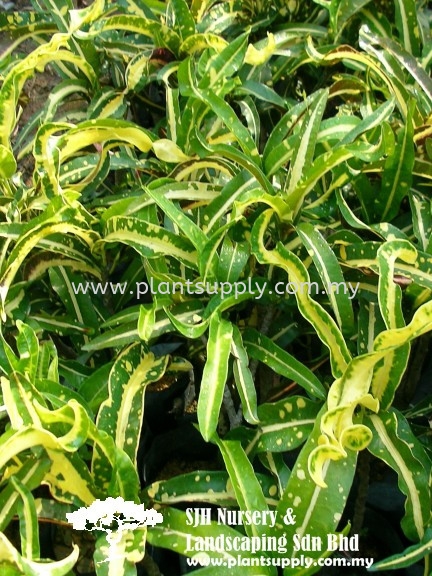 S020403 Codiaeum Variegatum Cultivars 'Green Yellow Curve Leaf' Shrubs Malaysia, Johor, Muar Supplier, Wholesaler, Supply, Supplies | SJH Nursery & Landscaping Sdn Bhd