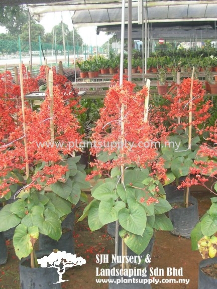 S020402 Clerodendrum Splendens Shrubs Malaysia, Johor, Muar Supplier, Wholesaler, Supply, Supplies | SJH Nursery & Landscaping Sdn Bhd