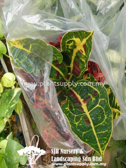 S020505 Codiaeum (Croton) Shrubs Malaysia, Johor, Muar Supplier, Wholesaler, Supply, Supplies | SJH Nursery & Landscaping Sdn Bhd