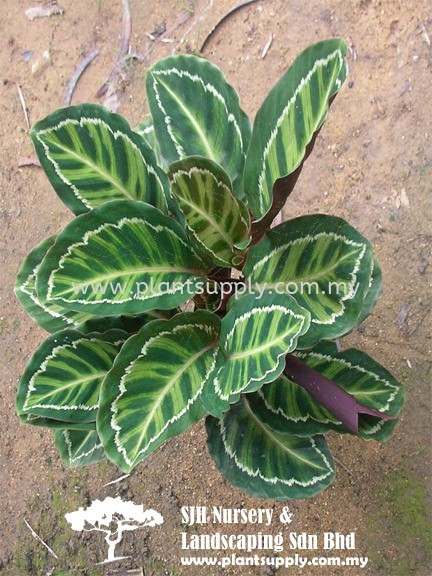 S011005 Calathea Medallion Shrubs Malaysia, Johor, Muar Supplier, Wholesaler, Supply, Supplies | SJH Nursery & Landscaping Sdn Bhd