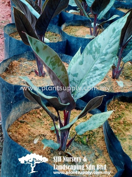 S010401 Aglaonema Shrubs Malaysia, Johor, Muar Supplier, Wholesaler, Supply, Supplies | SJH Nursery & Landscaping Sdn Bhd