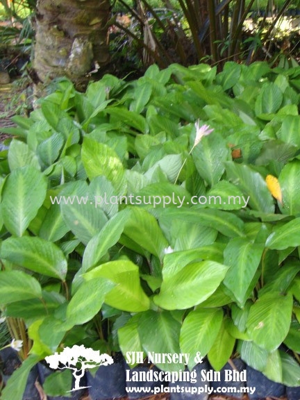 S011001 Calathea Loeseneri Shrubs Malaysia, Johor, Muar Supplier, Wholesaler, Supply, Supplies | SJH Nursery & Landscaping Sdn Bhd