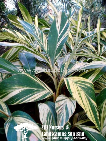 S010504 Alpinia Zerumbet 'Variegata' Shrubs Malaysia, Johor, Muar Supplier, Wholesaler, Supply, Supplies | SJH Nursery & Landscaping Sdn Bhd