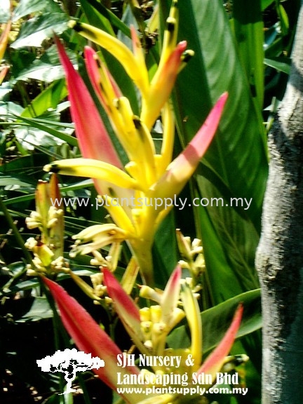 S040401 Heliconia Psittacorum 'Strawberries & Cream' Shrubs Malaysia, Johor, Muar Supplier, Wholesaler, Supply, Supplies | SJH Nursery & Landscaping Sdn Bhd