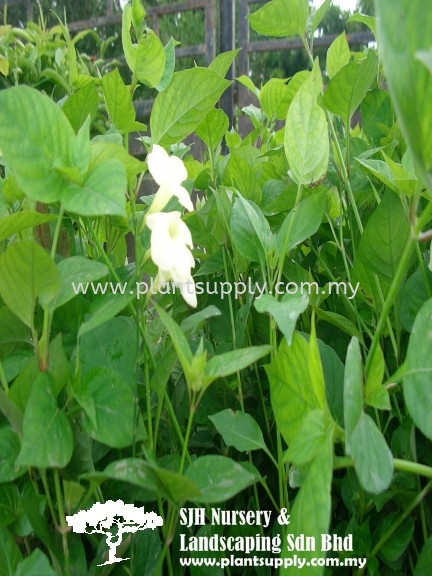 S010705 Asystasia Gangetica 'Alba' Shrubs Malaysia, Johor, Muar Supplier, Wholesaler, Supply, Supplies | SJH Nursery & Landscaping Sdn Bhd