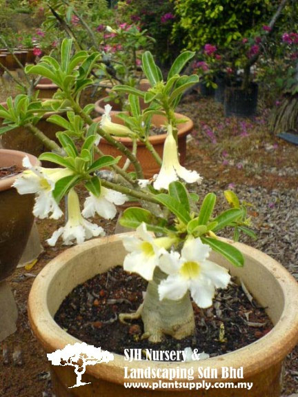 S010105 Adenium Obesum 'Alba'